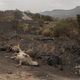 Dead sheep are on a road near the center of the town of Cuglieri on July 26, 2021.